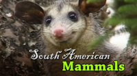 South_American_mammals