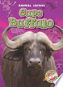Cape_Buffalo