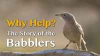 Why_Help__-_The_Story_of_the_Babbler_Birds